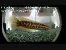 9.30こめ師今日の雷魚.mp4