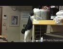 エサをおねだりする子猫「食いしん坊子猫ーモコター」