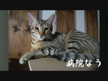 ティガーさんωを取りに行くの巻