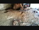 テラスの下に巨大なクマが！家主が・・・