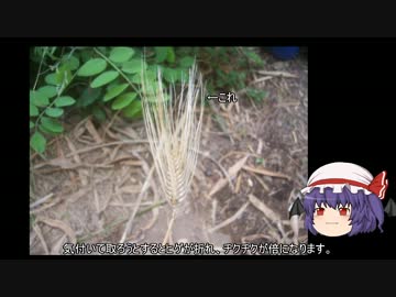 ゆっくり農民16大麦を育ててみませんか？