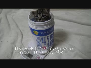 サトイモ子猫兄弟、生後二週間の着実な成長を見せる