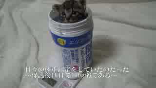 サトイモ子猫兄弟、生後二週間の着実な成長を見せる