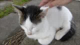 やたら人懐こい野良子猫を撫でたら昇天してしまった