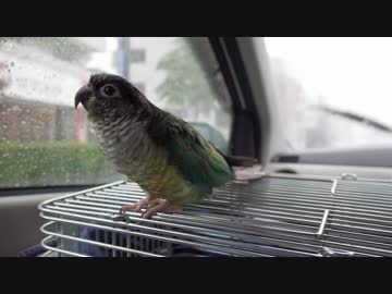 ウロコインコ：ハル【台風ドライブ】