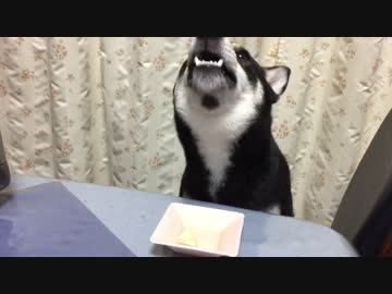 上を向きながら シャキシャキ といい音でリンゴを食べる柴犬が可愛い