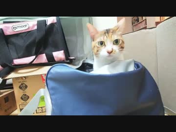 【ぬこ】今年の夏も元気に過ごせました【うさ】