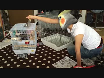 【465オカメ】ニコフ率約２倍で見るケージ組立ての様子と葛藤と喜び