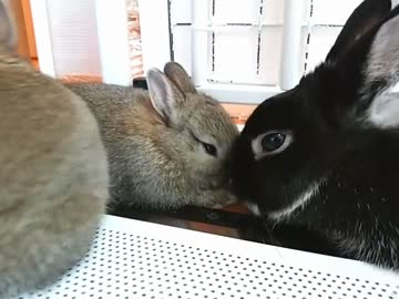 仔うさぎ成長日記（10）生後25日目～26日目