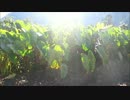 田舎暮らしの秋(short take radio8)