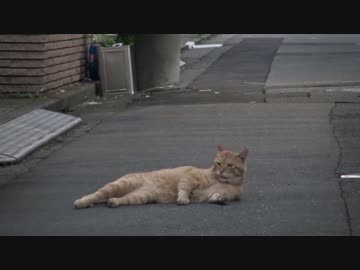 去勢後のボス猫、意外な行動に出る