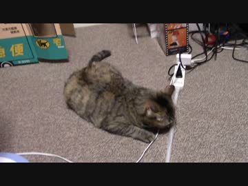 拾いねこ＠生後1184/1151日目　最近つきにょんよくつぶれてるなぁｗ