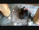 寝心地が気に入らない犬