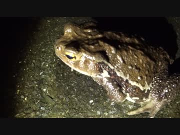 アウトドアをやろう！「カエル捕って食べるぞ2015」 in 八丈島