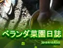 ベランダ菜園日誌　2015年10月3日