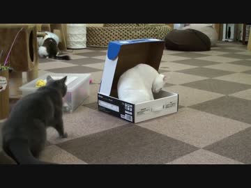 箱の中にネコを閉じ込める極悪ネコ