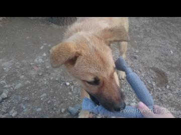 子犬と新しいおもちゃ・取ってこい練習2