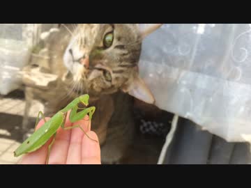 ぼんちゃんvsカマキリ