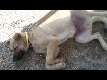 子犬が寝てるだけ・秋 昼