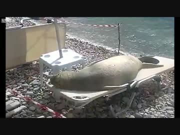 [アシカ]まるで人間みたいにビーチで日光浴