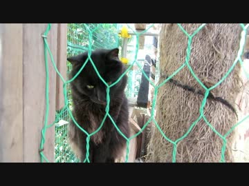 きょうの【蒼民家の猫々】