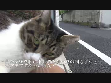 わがままボディの人懐こい猫を膝に乗せてみた