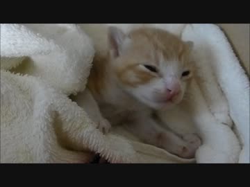 ルゥ、保護3日目 まだ目が見えてない～～