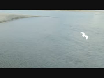 空撮　河川敷に住む鳥たち