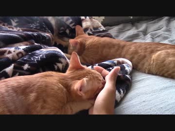 ねこねこがやってきた part１４