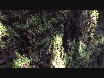 【癒し系BGM】　滝と苔と雫①　【自然音】