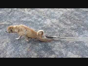 足を怪我した犬 ニコニコ動画