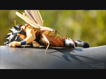 チョウセンカマキリ