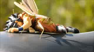 チョウセンカマキリ