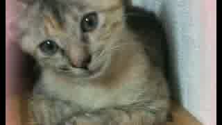 宮崎弁 ニコニコ動画