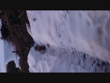 野生の親タヌキ