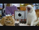 【マンチカンズ】テレビの箱で戯れる猫たち