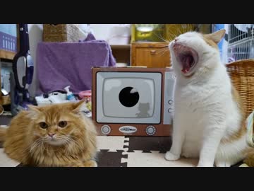 【マンチカンズ】テレビの箱で戯れる猫たち