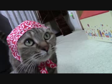 拾いねこ＠生後1187/1154日目　ほっかむりアコツキ