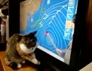 うちの猫：メイちゃんミクちゃん　４５　お天気ミクちゃん