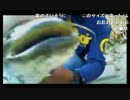 10.06bikou師【釣り】タナゴ釣りw.mp4