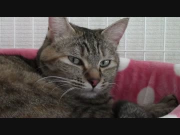 拾いねこ＠生後1188/1155日目　冬支度が始まるアコツキさん