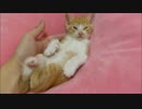 保護猫赤ちゃんルゥ、手乗りで爆睡中～～zzz
