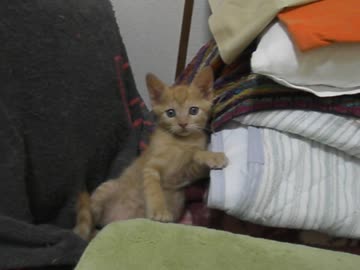 新・ぬこをひろってきました6