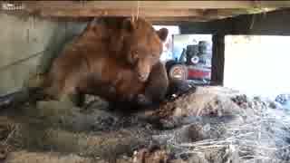 ホモと学ぶ臆病なクマVS人間