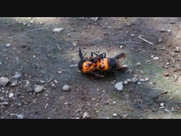 オオスズメバチvsオオスズメバチ
