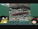【ゆっくり解説】～ゆっくり熱帯魚紹介～【番外編】