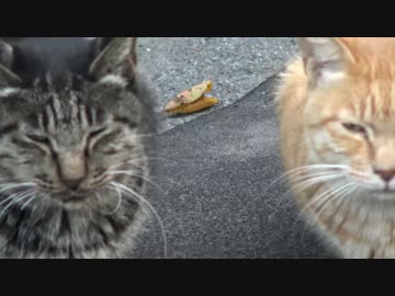 【公園猫戦争】深まる秋…ビューティー猫の美しさに待ったがかかる