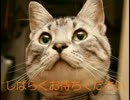猫助　悲願のライザンバーマラソンを完走する②