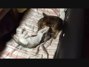 元捨て猫、ついに実家猫に認められる(？)