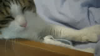 猫のスーパーフミフミ動画
